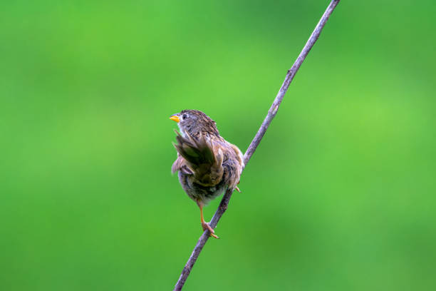 The canary is 20 centimeters long and weighs 30 grams. It has a long, graduated tail that is more than half its body. Its head, back and wings are striped in black. The face near the eyes is grayish. To sing, the male perches in exposed places, where the strong black stripes on its back stand out, as does its beak, which is pointed and yellowish with a black upper edge. In front of the eye, a small, light semicircle can help with identification, depending on the light. The underparts are light gray (yellowish in juveniles, whose beak lacks the yellow tone of adults). The legs are yellow or pinkish and the belly is whitish-brown.The long tail (about half the bird's total length) makes it easy to identify from a distance, especially when it perches on the highest branches of grass or exposed branches of bushes. On these occasions, it keeps its tail half open, making the difference in size between its feathers clear: the central ones are larger, while the others are gradually smaller. The tail also helps in identification in flight, as it moves slightly up and down in a unique way. When perched, the long yellowish legs also help to identify this species.The immature (young) has a sulphur yellow eyebrow and underside instead of a brownish white, the sides of the chest are streaked and the mandibles are whitish.