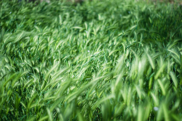 Serene Field of Green Grass in Spring Breeze