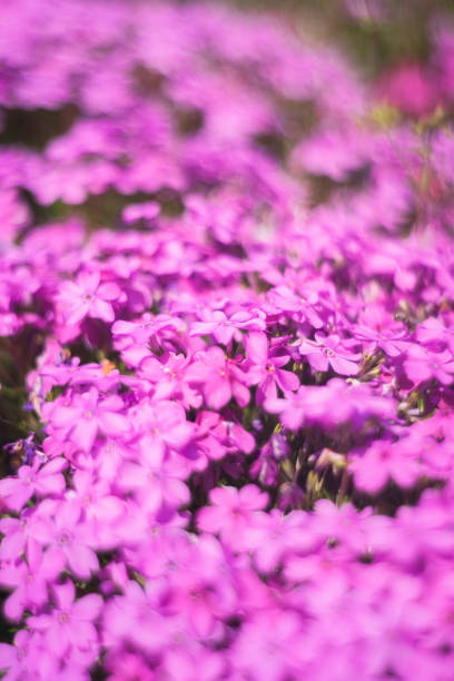 Flowers background. Spring background. Natural bloom floral background. Beautiful blossoming flowers banner. Spring blooming template. Flowers texture for spring design. Moss phlox background