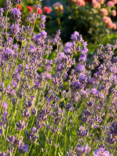 istock Lavender in the garden on a summer day 2193856383