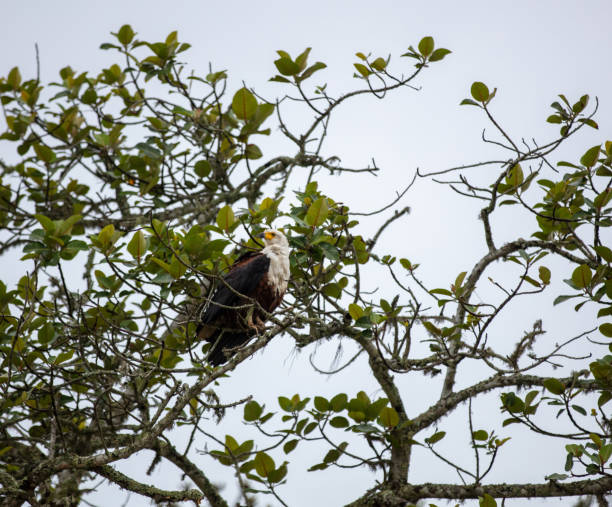 istock African fish eagle perched on a tree branch, white head and chest wild bird, dark brown and black body feathers 2193857483