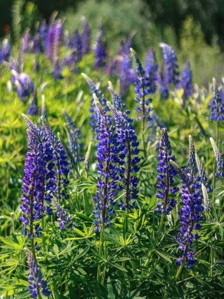istock Fresh lupine blooming in spring. 2193857758