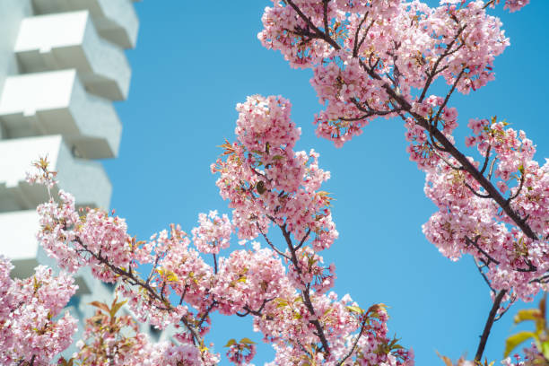 Cherry Blossoms in Full Bloom Against a Clear Blue Sky