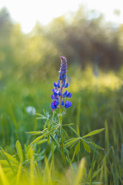 Purple lupin flower. Summer meadow.