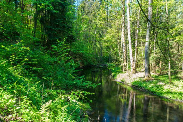 istock River in fresh springtime forest - Trieb river in Vogtland region in Germany 2193858579