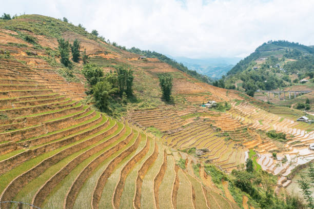 istock Sa Pa, Vietnam. Lush Terraced Rice Fields with Mountain Backdrop 2193860060