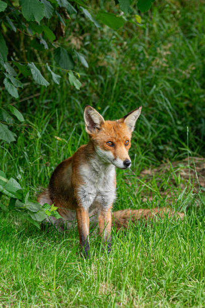 istock Adult red fox, vulpes vulpes, with spring moult fur 2193862486