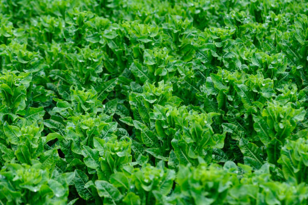 istock Green stem lettuce crops in garden 2193863169