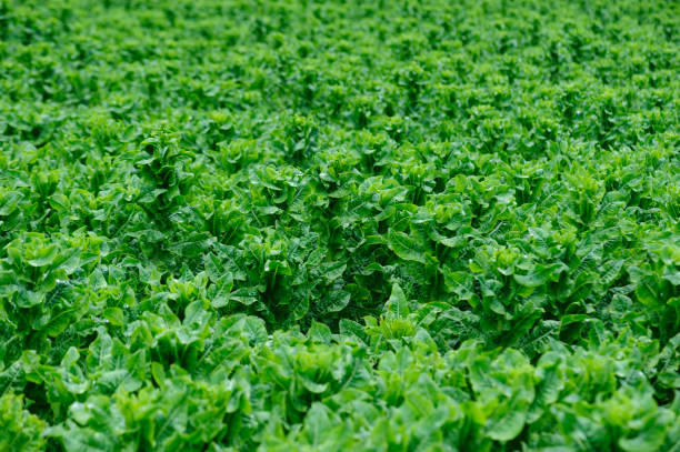 istock Green stem lettuce crops in garden 2193863211