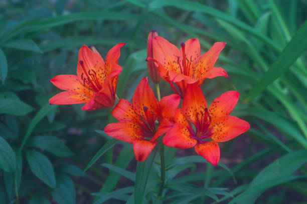 Red lily flowers in nature. Charming blooming tender lily flower - summer background. Close up red lily in full bloom. Red lilies bloom in the garden on a green background. red tiger lily stock pictures, royalty-free photos & images