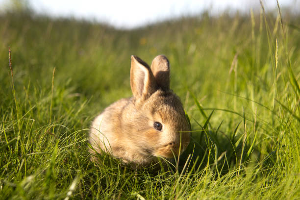 istock ginger rabbit in the warm spring rays of the sun 2193867976