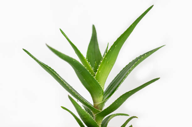 istock Aloe vera plant on white background. Close up. 2193868202