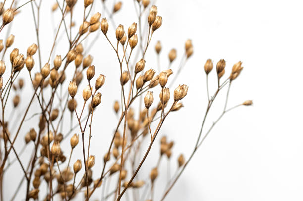 istock A bunch of dried up flowers with brown stems 2193868219