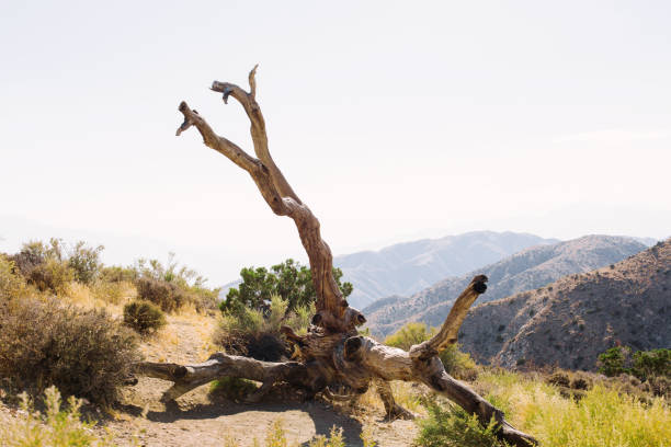 Joshua Tree's silhouette dances against a dramatic desert sunset, creating a mesmerizing celestial spectacle.