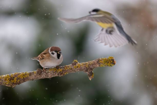 istock Winter Birds: Sparrow and Great Tit in Snowy Scene 2193869538