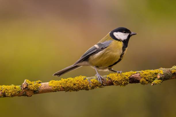 istock Great Tit on Mossy Branch: A Stunning Nature Photograph 2193869558