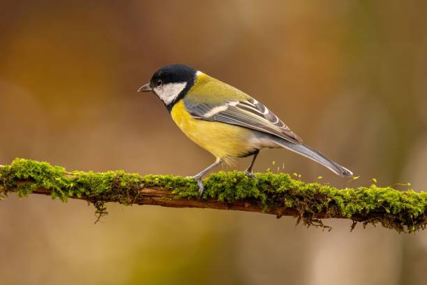 istock Great Tit Perched on Mossy Branch in Autumnal Setting 2193869571