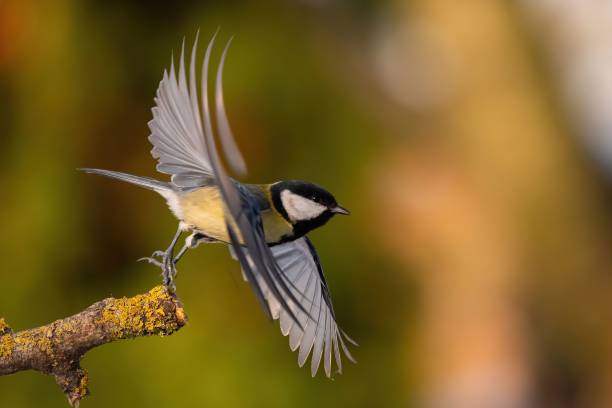 istock Great Tit in Flight: A Moment of Avian Grace 2193869648