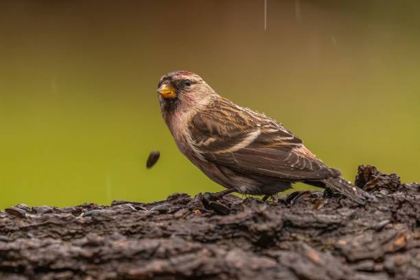 istock Common Redpoll in the Rain: A Stunning Close-Up 2193869649