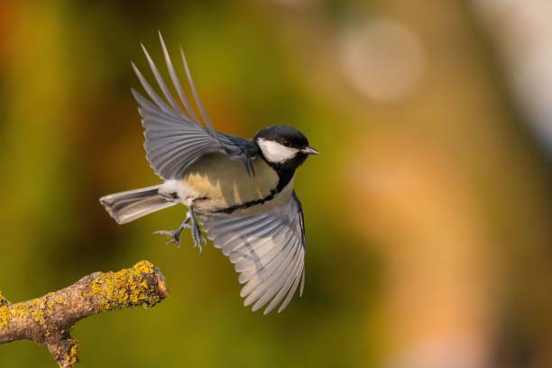 istock Coal Tit in Flight: A Moment of Grace 2193869673