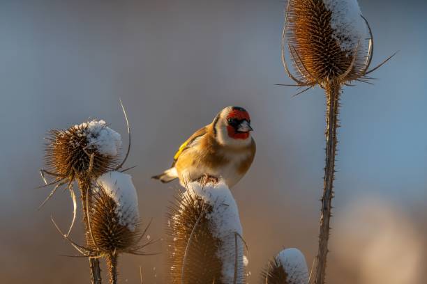istock Goldfinch on a Snowy Thistle in Winter 2193869717