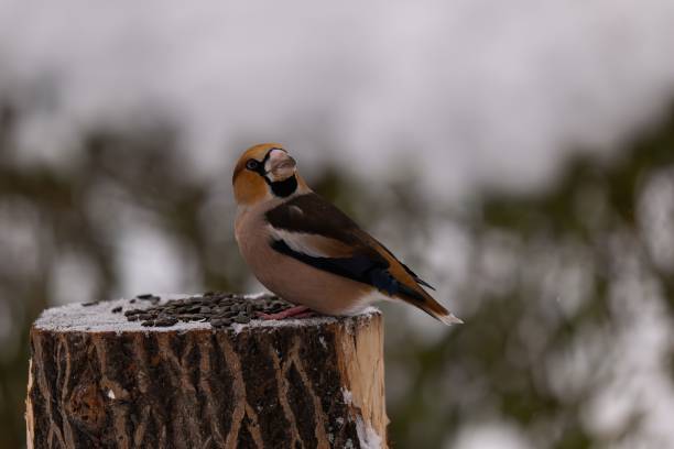 istock Hawfinch on a Snowy Tree Stump 2193869768