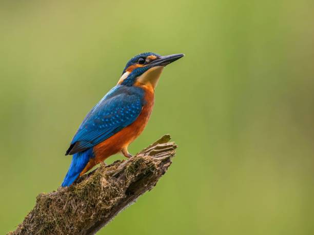 istock Vibrant Kingfisher Perched on a Branch 2193869773