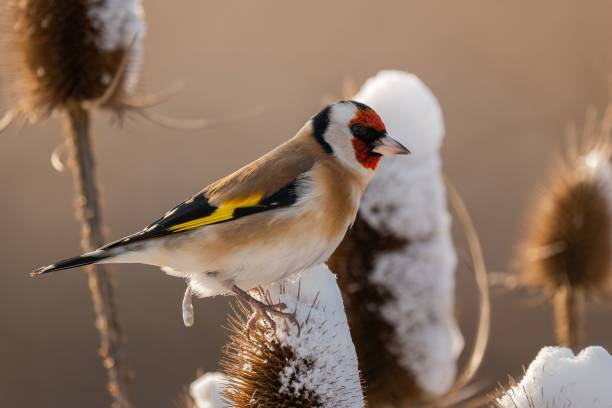istock Goldfinch on Snowy Thistle in Winter Sunlight 2193869900
