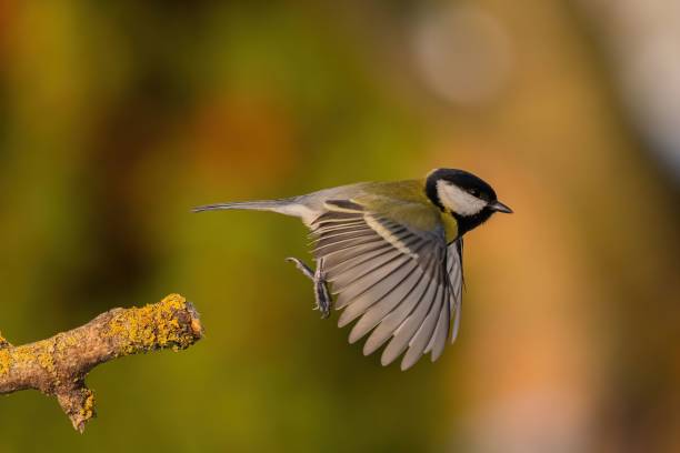 istock Great Tit in Flight: A Moment of Avian Grace 2193869929