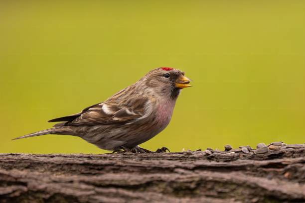 White-crowned Sparrow Bird foraging on Vancouver Island, British Columbia
