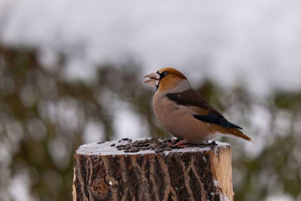 istock Hawfinch on a snowy stump enjoying seeds in winter 2193869973