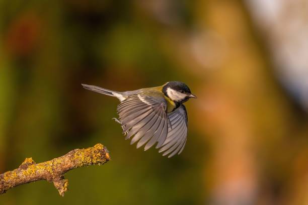 istock Great Tit in Flight: A Moment of Grace 2193869990