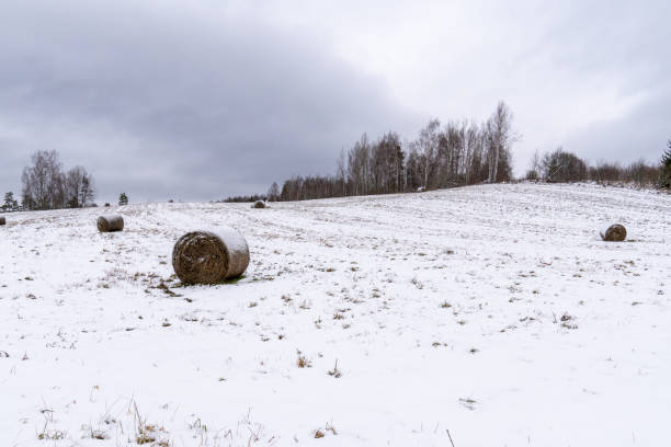 istock Frosted Hay Rolls in a Scenic Countryside Landscape 2193870220