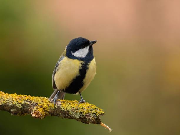 istock Great Tit Perched on a Lichen-Covered Branch 2193871032