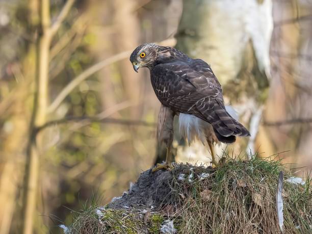 istock Northern Goshawk Perched on a Stump After a Hunt 2193871145