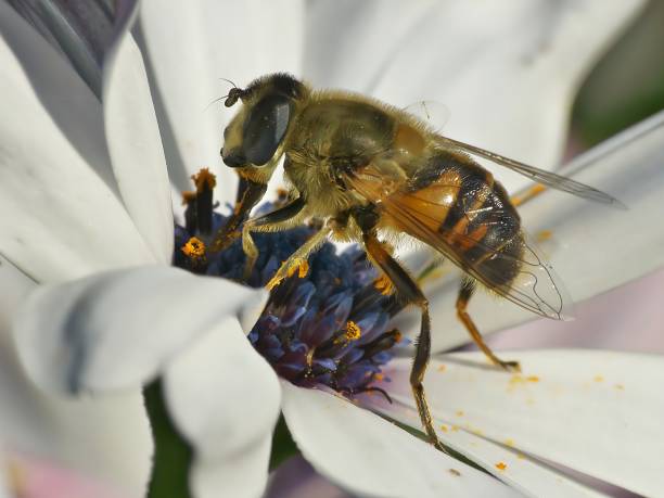 istock Bee on White Flower Macro Photography 2193871623