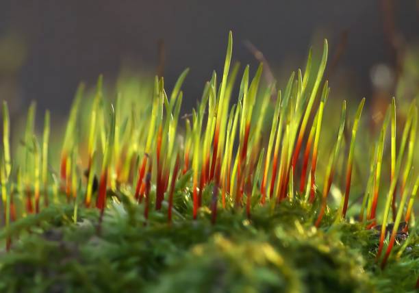 Close-up view of vibrant green moss with red sprouts bathed in sunlight. A stunning macro photograph showcasing nature's intricate details.