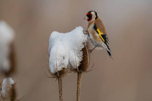 istock Goldfinch on Snow-Covered Thistle in Winter 2193872081