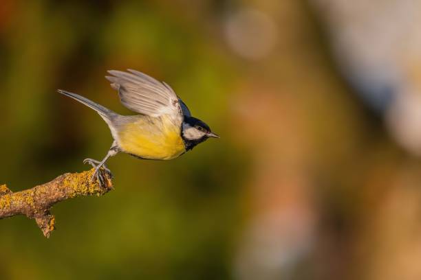 istock Great Tit in Flight: A Moment of Avian Grace 2193872091