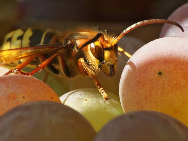 Asian hornet (Vespa velutina), also known as the yellow-legged hornet or Asian predatory wasp, is a species of hornet indigenous to Southeast Asia. It is of concern as an invasive species in European countries like France or Spain.