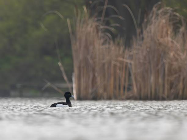 istock Tuft Duck on Serene Lake: A Tranquil Wildlife Moment 2193872114