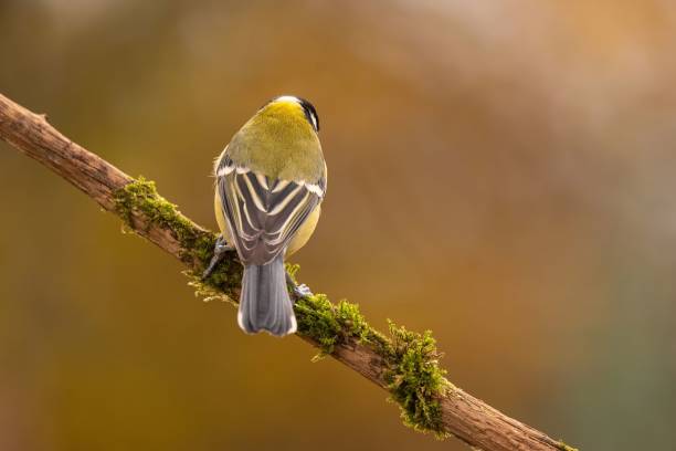 istock A Great Tit Perched on Mossy Branch, Autumnal Backdrop 2193872123