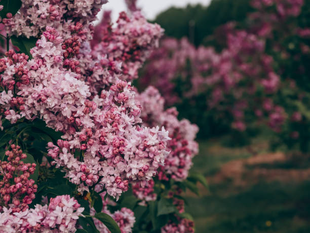 Beautiful blooming lilac close up