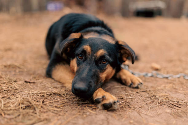istock mongrel dog on a chain in a farm close up 2193872437