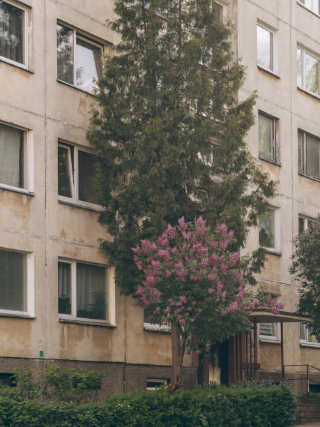 istock Blooming lilac bushes in May 2193872490