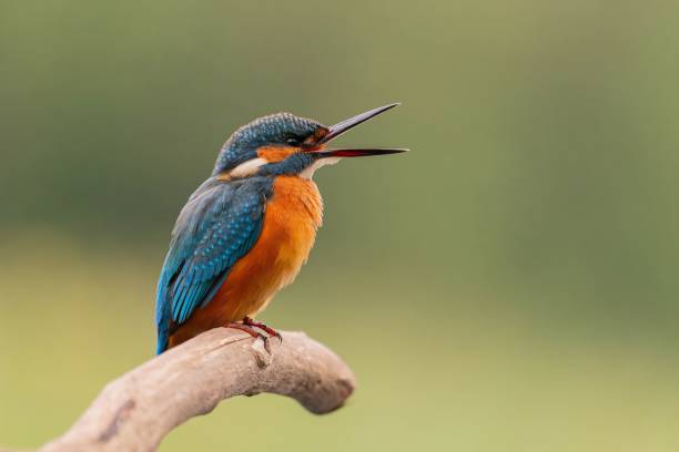 istock Vibrant Kingfisher Perched on Branch, Open Beak Display 2193873876