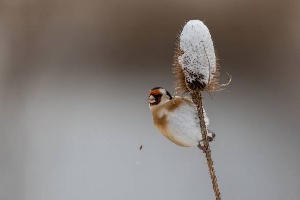 istock Goldfinch on a Snowy Thistle 2193874072