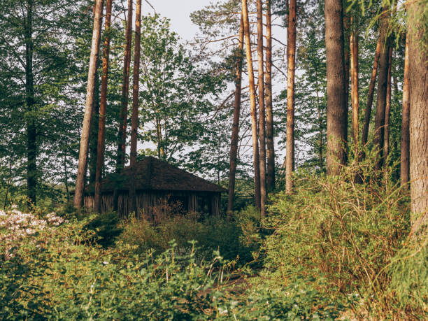 istock A beautiful botanical garden. Beautiful forest. 2193874510