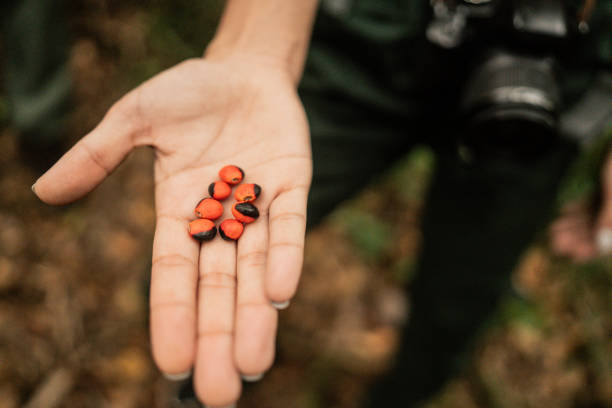 istock Ormosia red seeds on hand during hiking on Brazil 2193874580