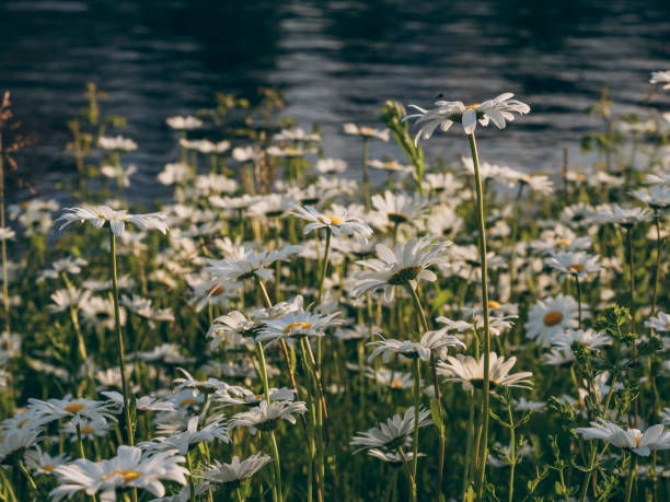 istock A large meadow with blooming daisies 2193874913